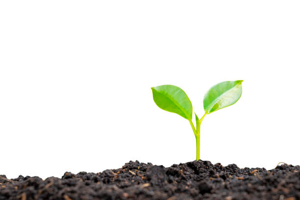 istock Plant growth concept with trees growing from soil on white background with the clipping path. 1335799805