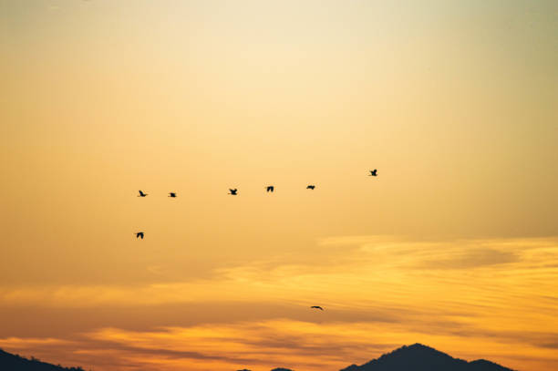 istock Silhouette a group of flying birds 1335801490