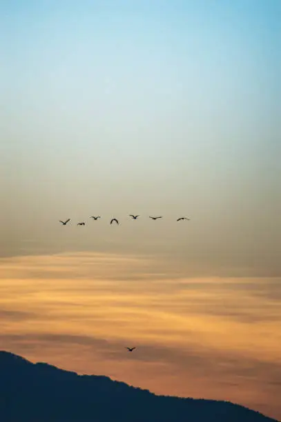 Photo of Silhouette a group of flying birds