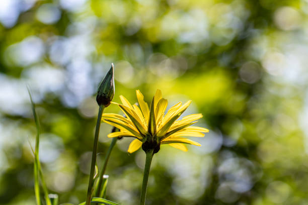 Heliopsis Helianthoides also known as Heliopsis Scabara, rough oxeye, smooth oxeye, false sunflower, and Loraine Sunshine.