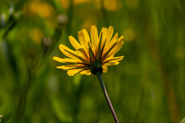 Dandelion flower (Taraxacum) soft focus macro close up during springtime
