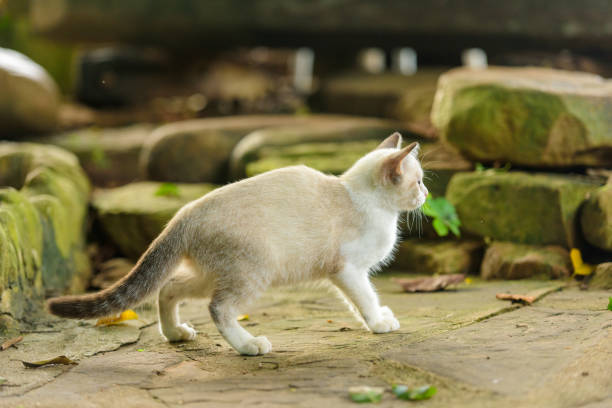 istock White kitten with blue eyes in nature 1335805611