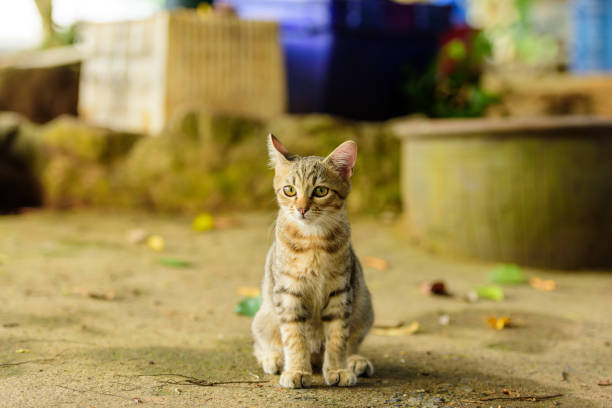 Kitten looks comfortable in nature