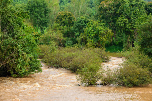 istock Green forest tropical forest and river 1335805623