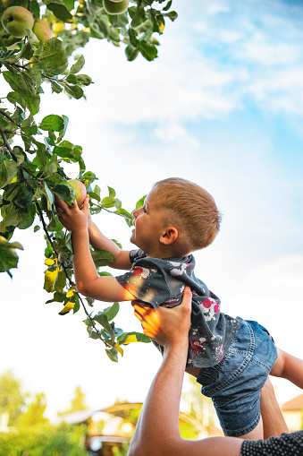 The father's hands lift a small smiling boy in a gray spotted T-shirt and denim shorts to the apple tree so that he can pick the fruit. Against the blue sky. Concept: autumn harvest
