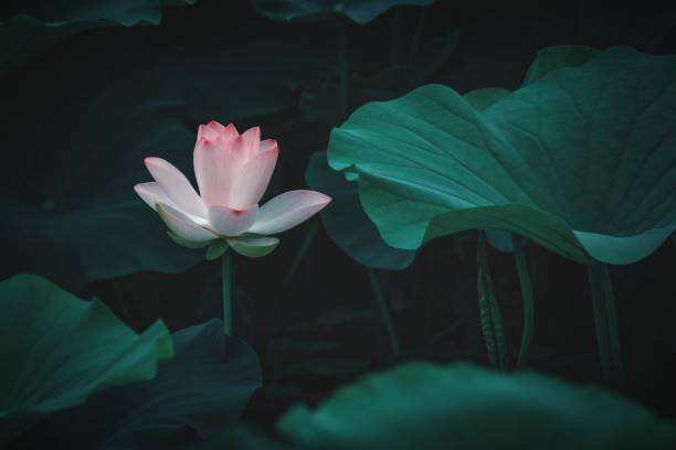 istock Pink lotus close-up 1335808395