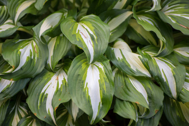 istock A background of dense dark green leaves with a white center 1335808514