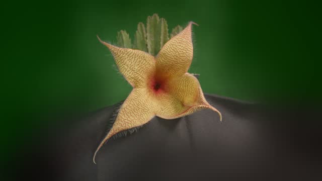 time lapse big flower of Stapelia Gigantea Cactus Flower.