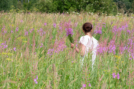 Young woman picking flowers of Ivan-tea, Chamerion Angustifolium, fireweed in a bouquet on the field, back view. Woman gathers medicinal herbs. Alternative herbal medicine