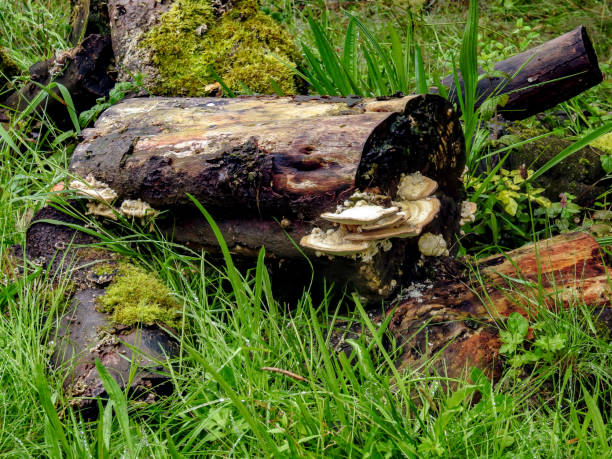 istock Tree sponges on wooden trunk 1335809406