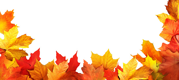 Colorful maple leaves close-up isolated on white background. Bright abstract autumn foliage background. Vibrant fall panoramic backdrop. Top view