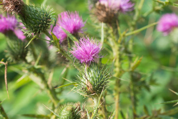 istock Cirsium vulgare, spear thistle flowers closeup selctive focus 1335812072