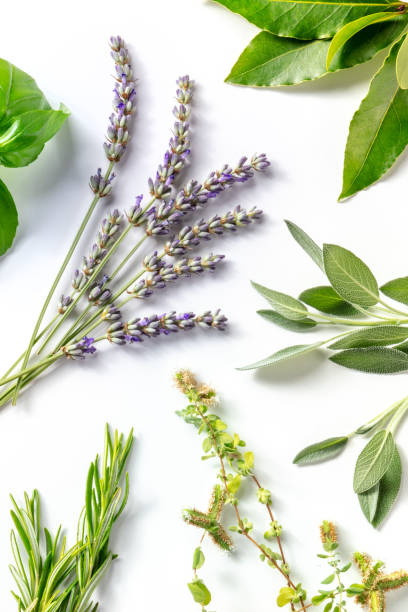 istock Lavender and other aromatic herbs, overhead flat lay shot on a white background 1335812095