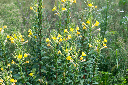 Oenothera biennis, common evening-primrose yellow flowers in meadow closeup selective focus