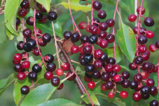 Photo of Prunus serotina, wild black cherry berries closeup selective focus