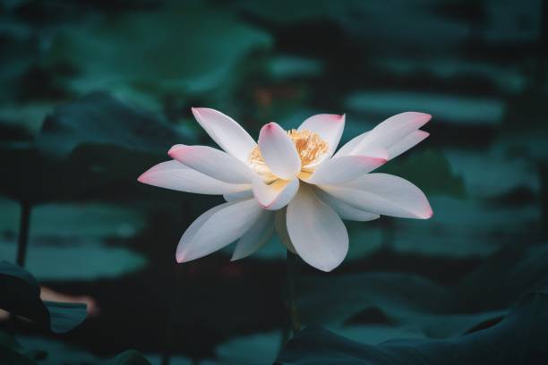 primo primo tempo del loto rosa - lotus single flower water lily water foto e immagini stock