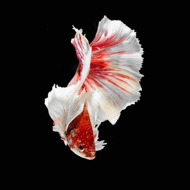istock fish betta Halfmoon red  betta isolated on black background. 1335813161