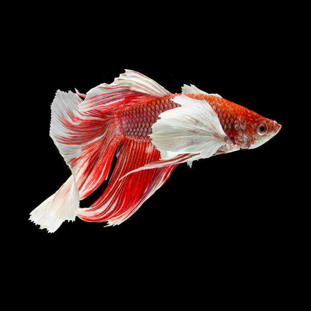 istock fish betta Halfmoon red  betta isolated on black background. 1335813181