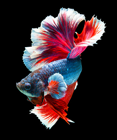 red and silver guppy fish photo – Free Animal Image on Unsplash