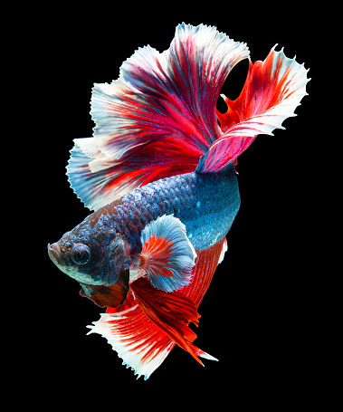 red and silver guppy fish photo – Free Animal Image on Unsplash red and silver guppy fish photo – Free Animal Image on Unsplash