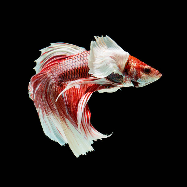 istock fish betta Halfmoon red  betta isolated on black background. 1335813822