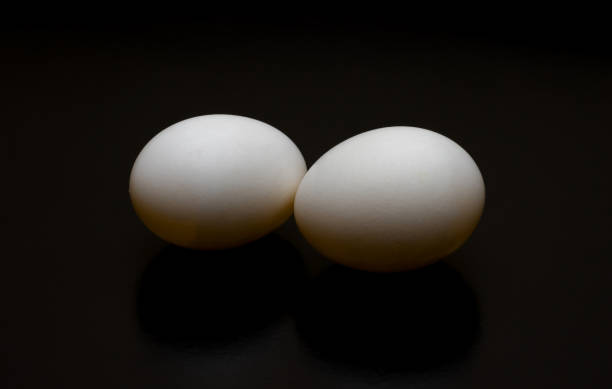 istock Two pigeon eggs close up top view on a dark background 1335814669