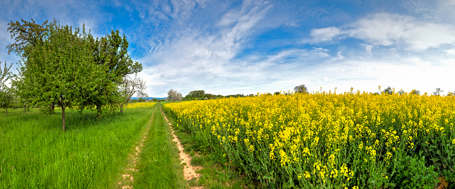 An agricultural path on the edge of a flowering rapeseed field