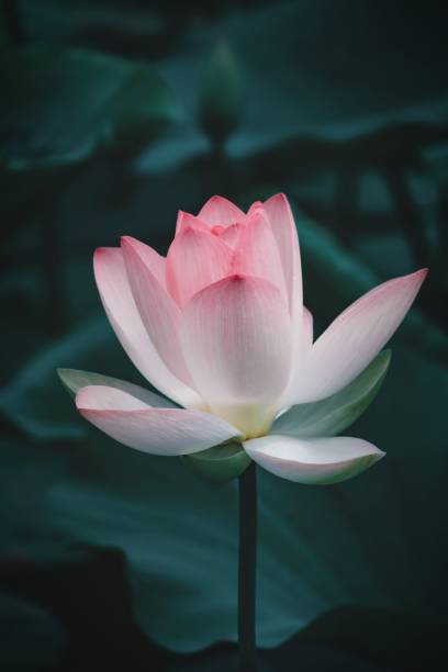 istock Pink lotus close-up 1335815957