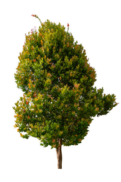 istock green tree isolated with clipping paht 1335817036