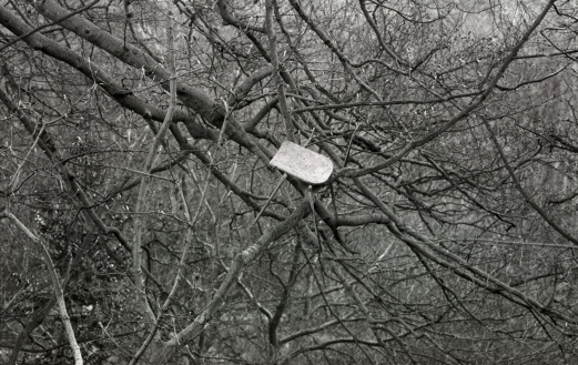 A chair - or part thereof - left hanging on the trees. Grain visible (scan from Delta 3200). Toned B&W (AdobeRGB)