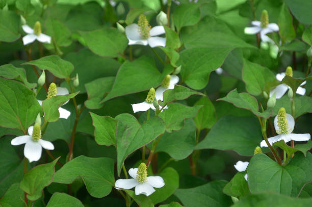 istock Field of Saururaceae(Doku-Dami) 1335818336
