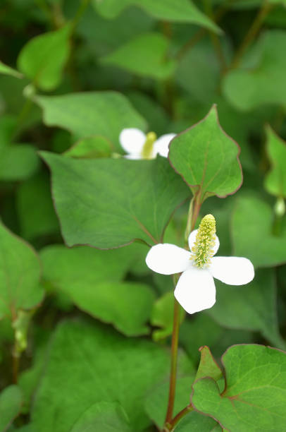 istock Close Up of Saururaceae(Doku-Dami) 1335818672