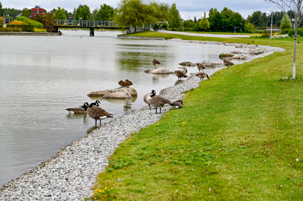 istock Canada goose in public park near a pond 1335818739