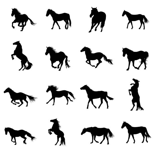 illustrazioni stock, clip art, cartoni animati e icone di tendenza di set di sagome di cavalli neri su sfondo bianco - horse running vector animals in the wild