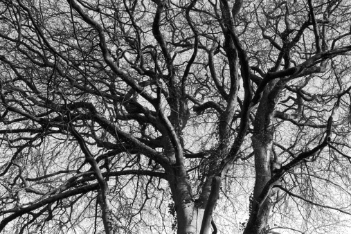 Fractal ramification of a beautiful tree. Large depth of focus. Grain visible (scan from Delta 3200).
