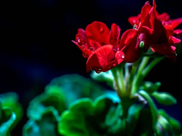 terry red geranium in the garden with morning dew drops, macro