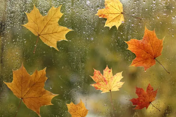 seven maple leaves stuck to the wet window after the rain