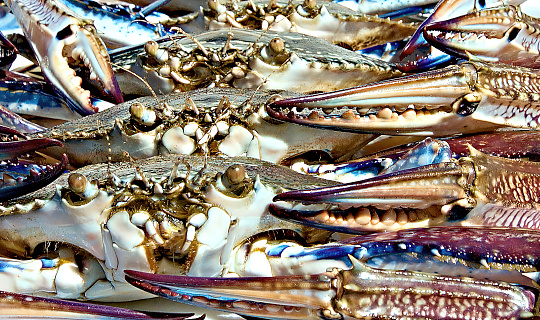 Blue Swimmer Crabs wall art (Portunus armatus), also known as Sand, Flower and Blue Crab, ready for the dinner table. New South Wales, Australia.