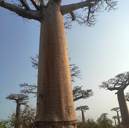Landscape of nature and made of baobab trees