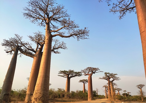 Landscape of nature and made of baobab trees