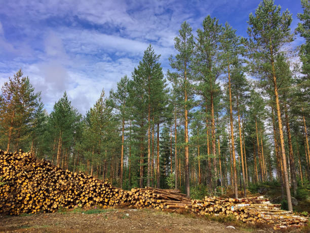 Forest industry timber wood harvesting Finland
