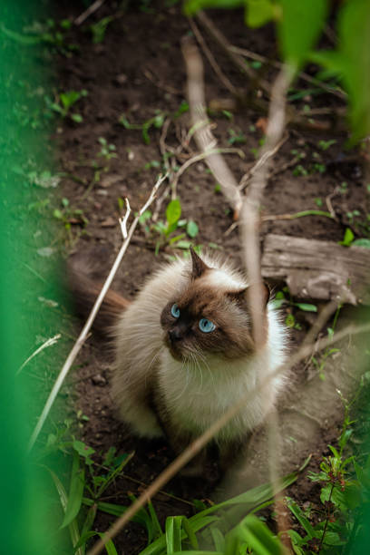 istock A yard cat is sitting on the ground. A beautiful cat walks outside. 1335824338