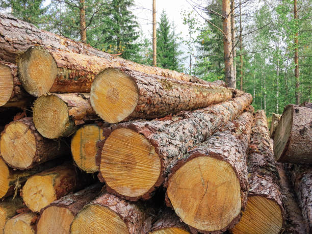 istock Forest industry timber wood harvesting Finland 1335824883