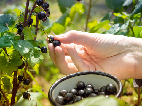 The process of harvesting blackcurrant. Hand picking berries.