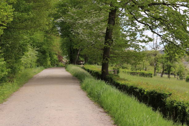 istock Sunny spring day in the Menden city forest 1335827670