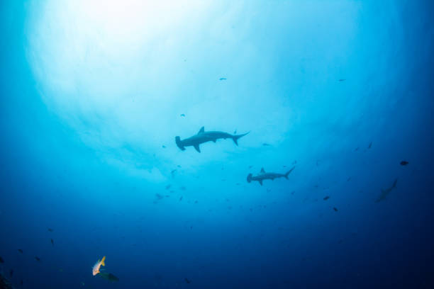 istock Hammerhead Shark at Cocos Island, Costa Rica 1335828100