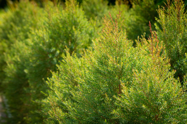 The juniper bush closeup. Background with yellow-green juniper branches growing in the park. The juniper bush closeup. Background with yellow-green juniper branches growing in the park. juniperus chinensis stock pictures, royalty-free photos & images