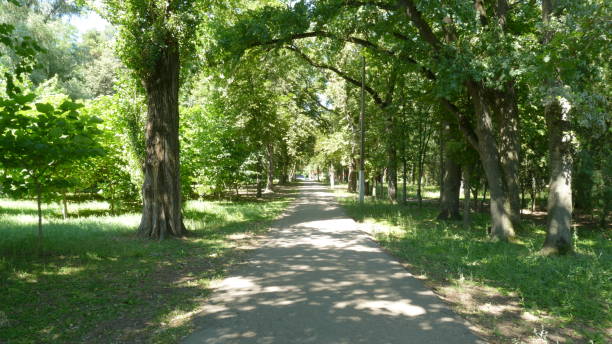 istock walking path in the city park 1335830404