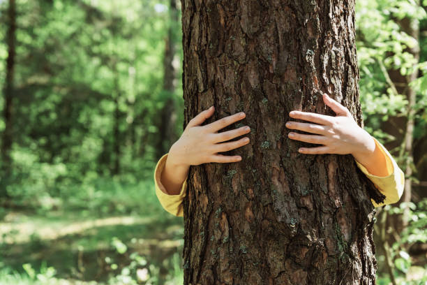 istock Woman hugging old tree in forest, embracing tree trunk with hands. 1335830568