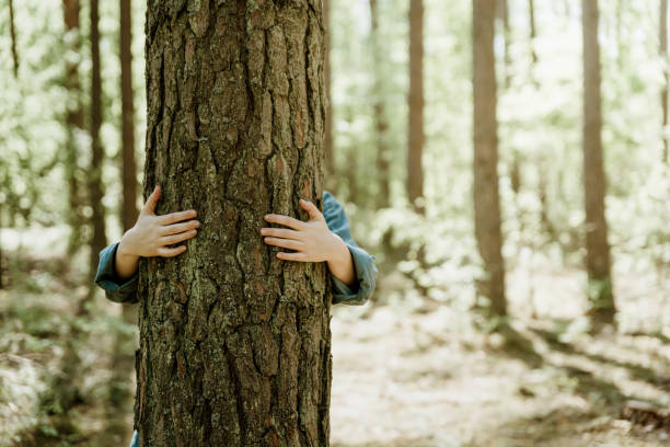 istock Woman hugging old tree in forest, embracing tree trunk with hands. 1335830570